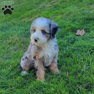 Violet, Australian Mountain Doodle Puppy